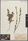 Foto von Salix starkeana Willd.